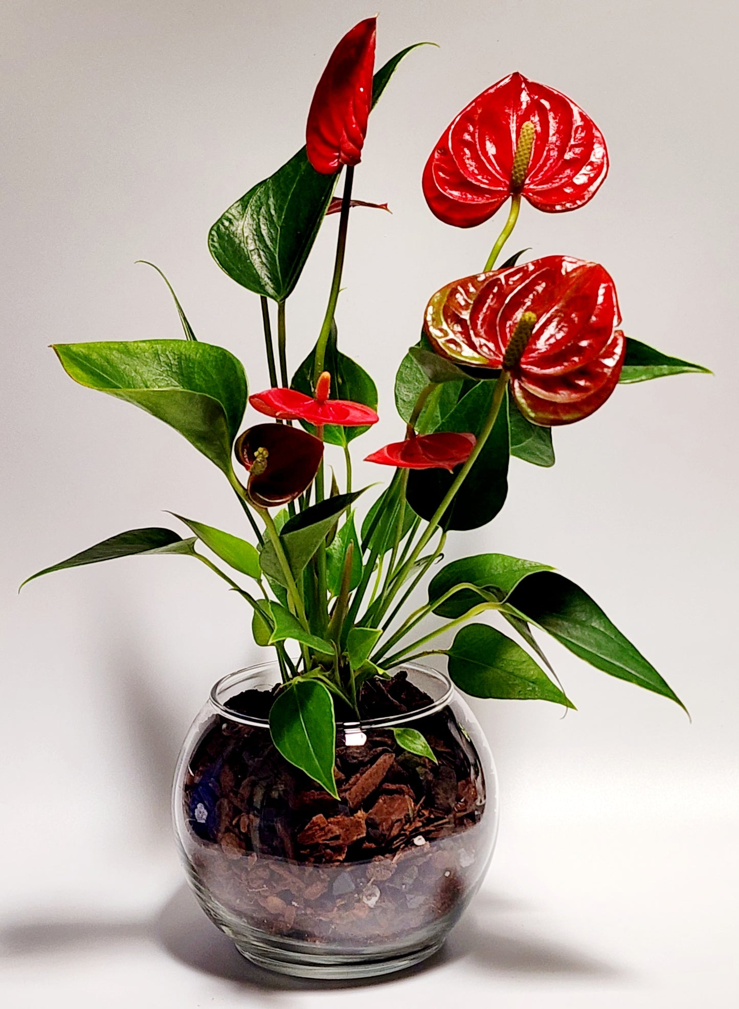 Anthurium in Bubble Vase