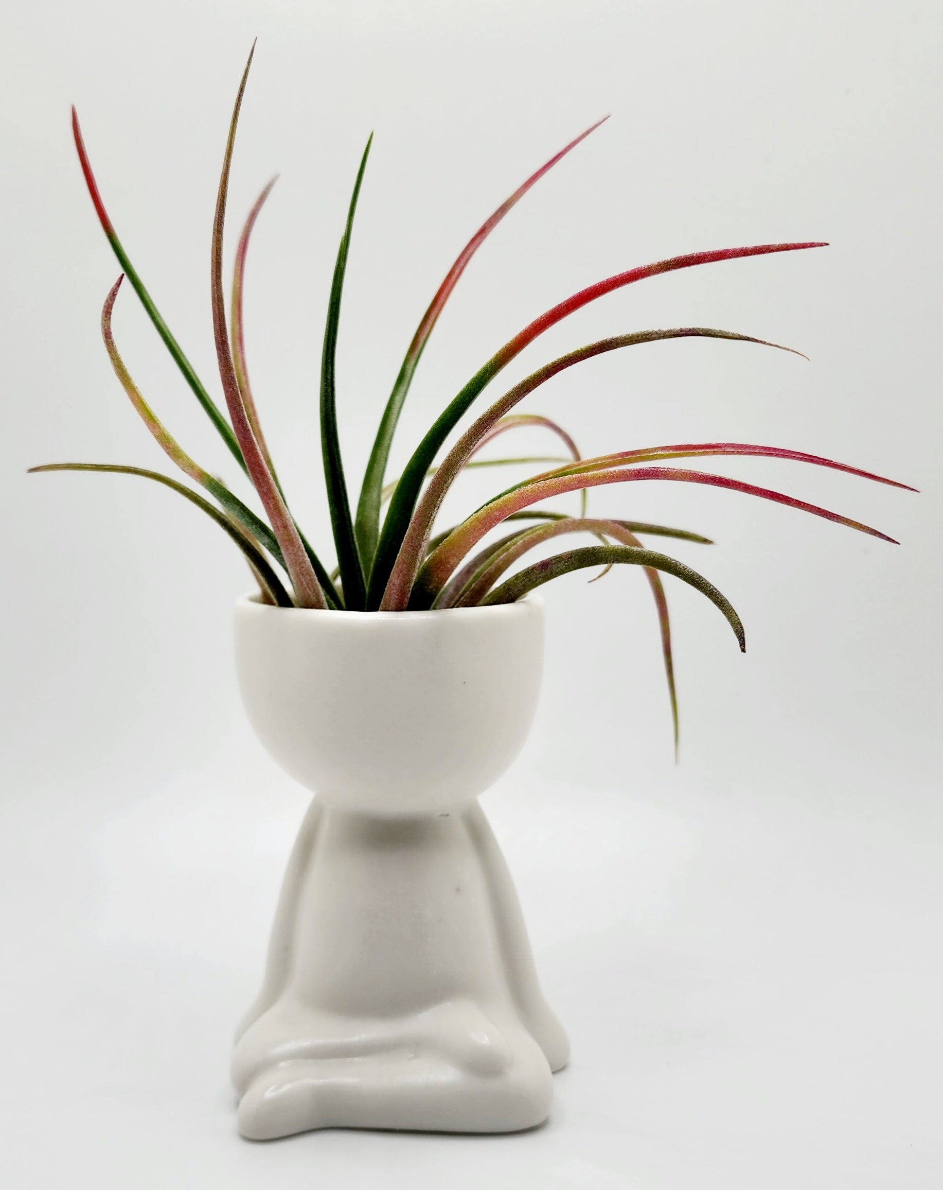 air plant person Ceramic Person Vase with Aleta Air Plant – 808 Plant Designs