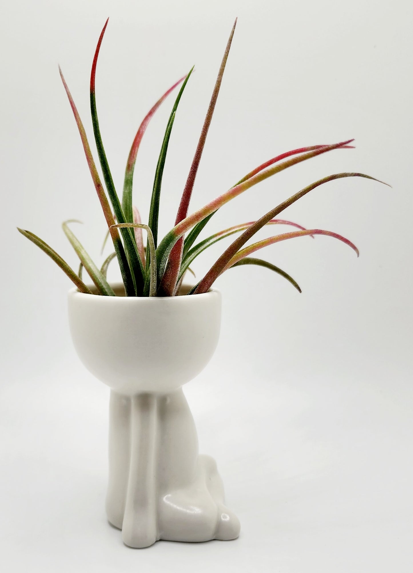Ceramic Person Vase with Aleta Air Plant