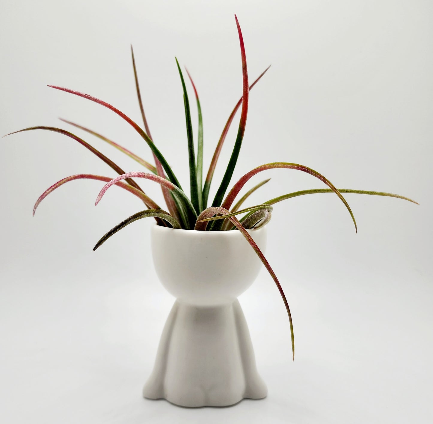 Ceramic Person Vase with Aleta Air Plant