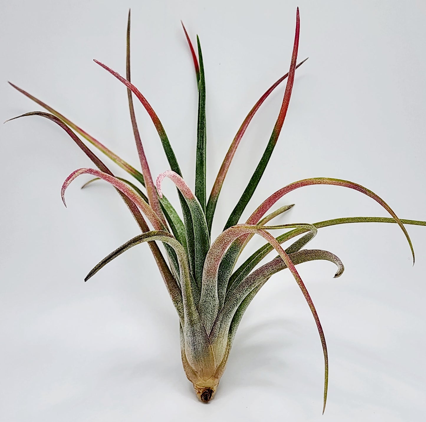Ceramic Person Vase with Aleta Air Plant