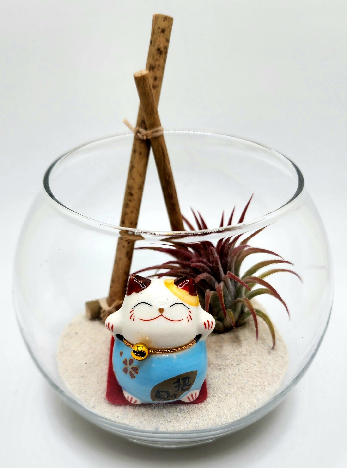Lucky Cat (Blue) with Ionantha Air Plant in Bubble Vase