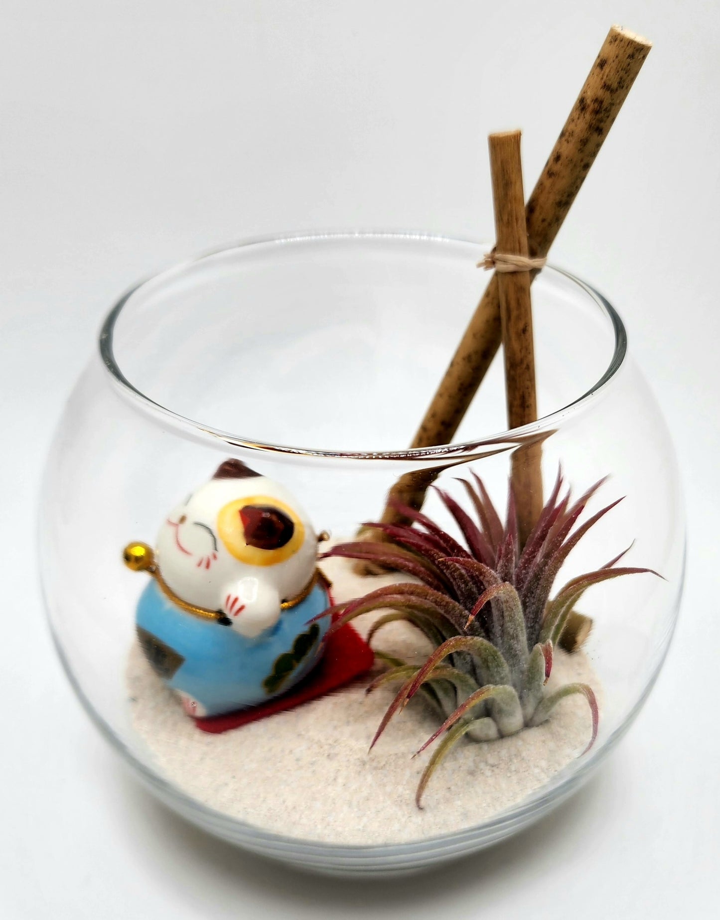 Lucky Cat (Blue) with Ionantha Air Plant in Bubble Vase