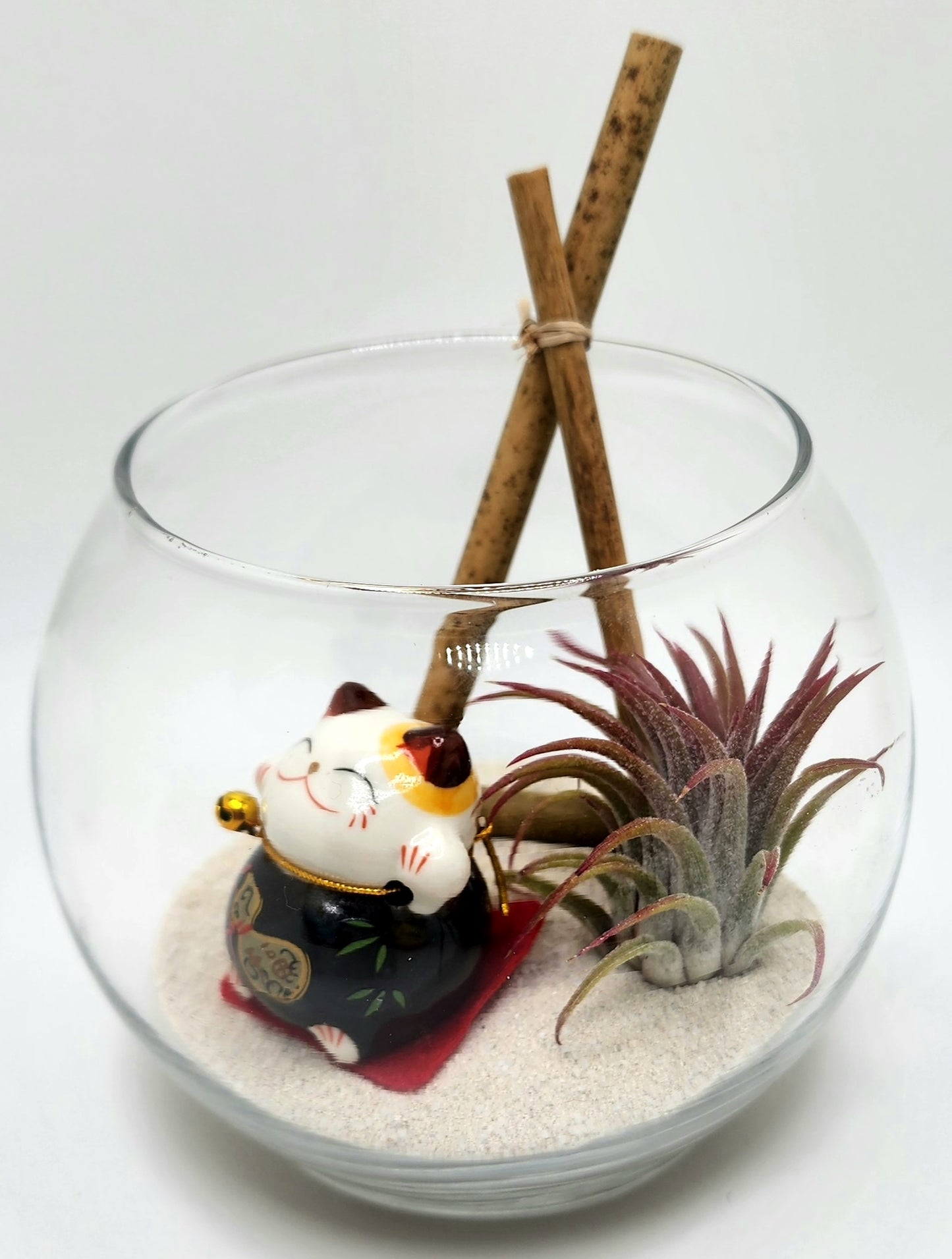 Lucky Cat (Black) with Ionantha Air Plant in Bubble Vase