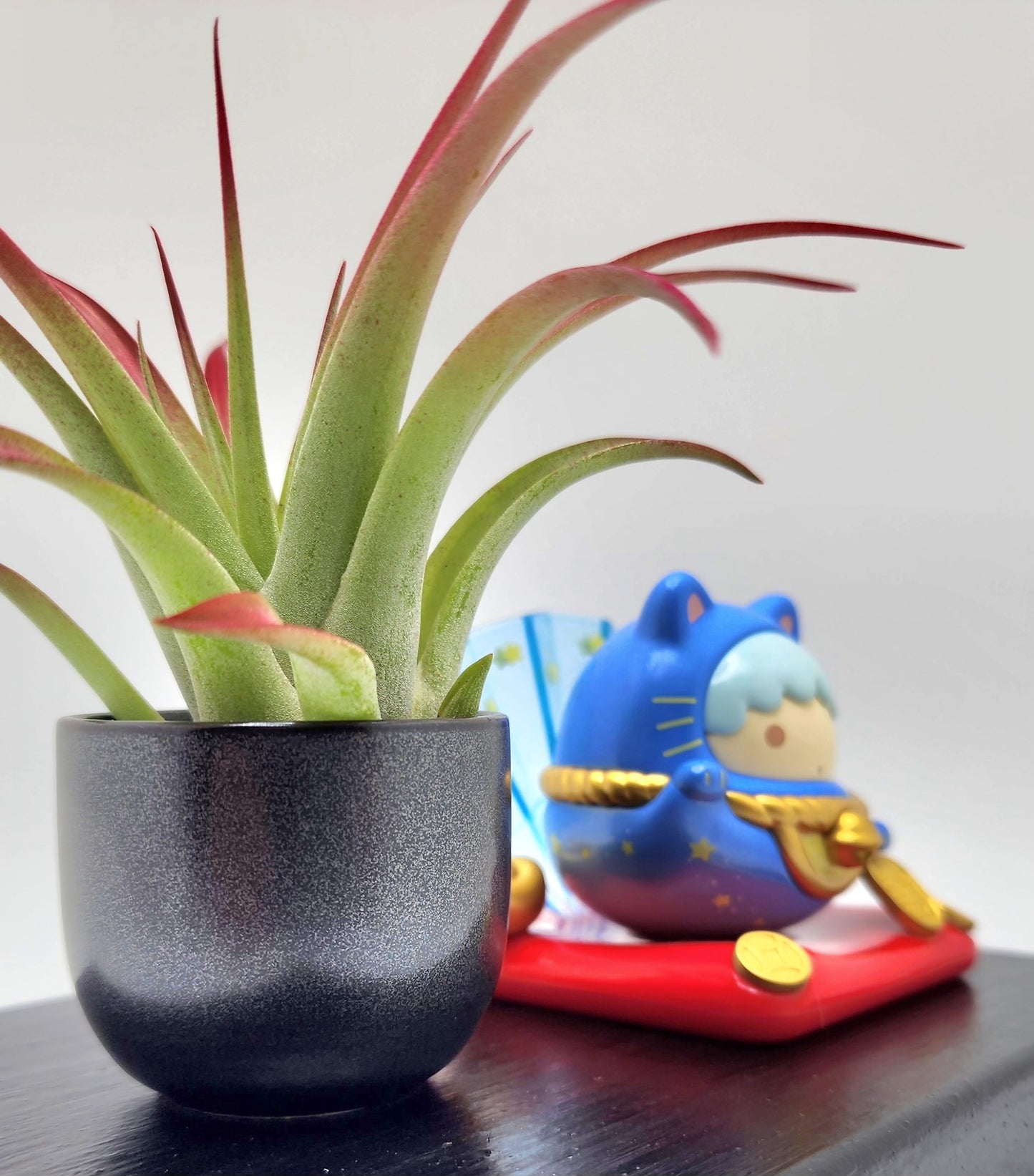 Sanrio LITTLE TWIN STARS KIKI Lucky Cat, Enhanced Brachycaulous Air Plant, and Display Base