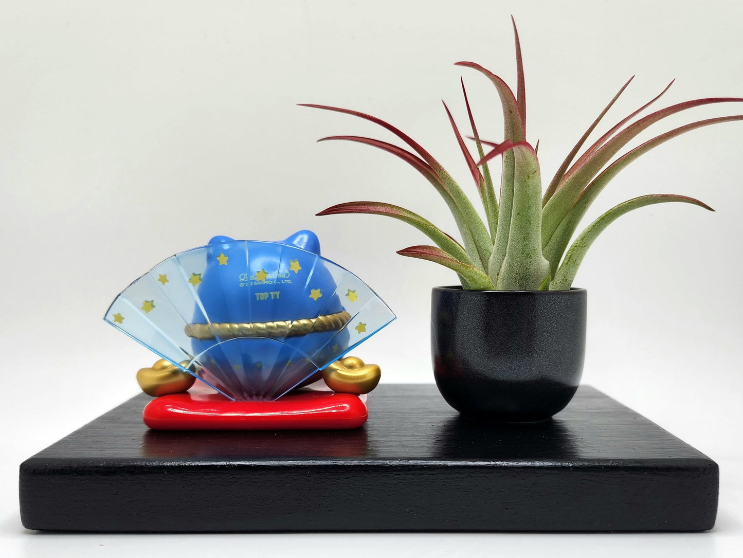 Sanrio LITTLE TWIN STARS KIKI Lucky Cat, Enhanced Brachycaulous Air Plant, and Display Base
