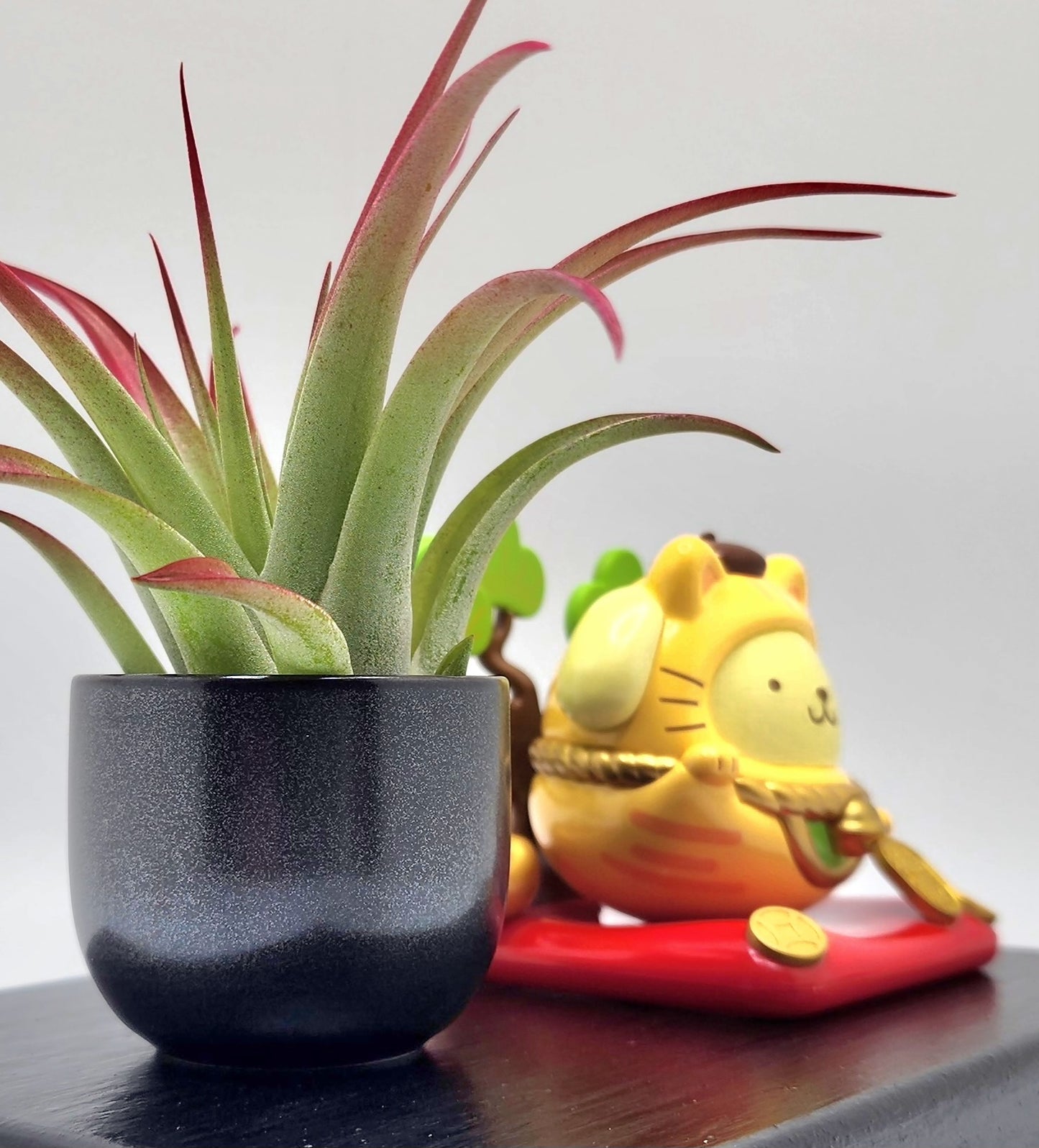 Sanrio POMPOMPURIN Lucky Cat, Enhanced Brachycaulous Air Plant, and Display Base