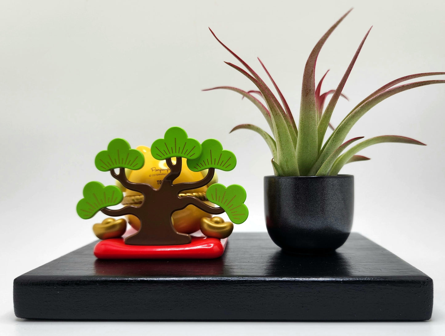Sanrio POMPOMPURIN Lucky Cat, Enhanced Brachycaulous Air Plant, and Display Base