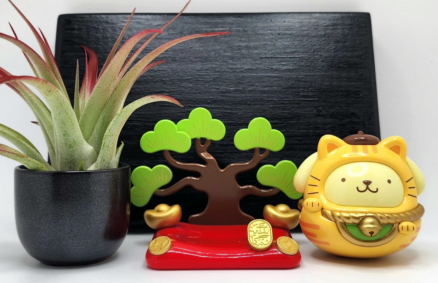 Sanrio POMPOMPURIN Lucky Cat, Enhanced Brachycaulous Air Plant, and Display Base
