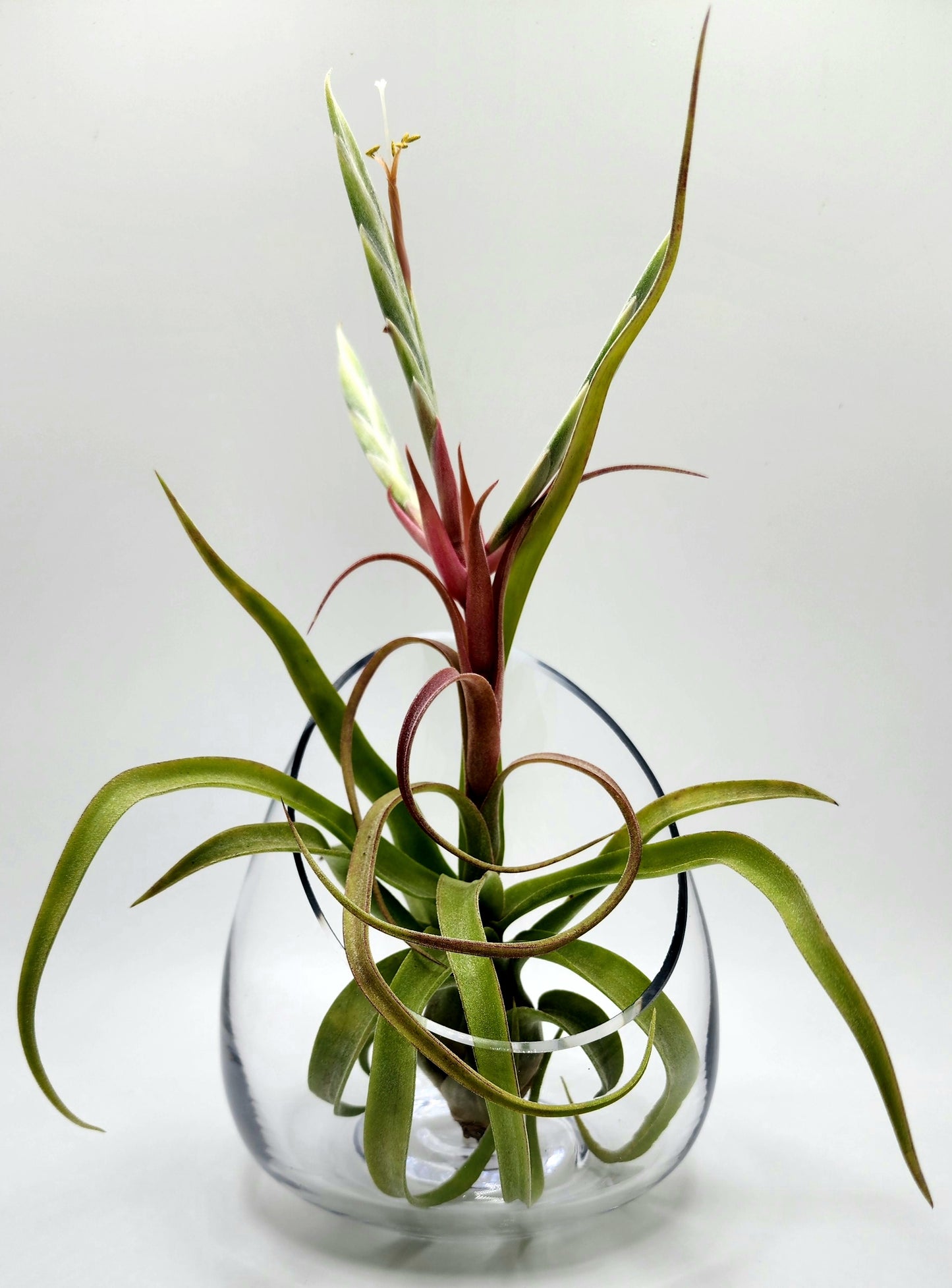 Tillandsia Spotlight: Streptophylla Air Plant - NOT FOR SALE