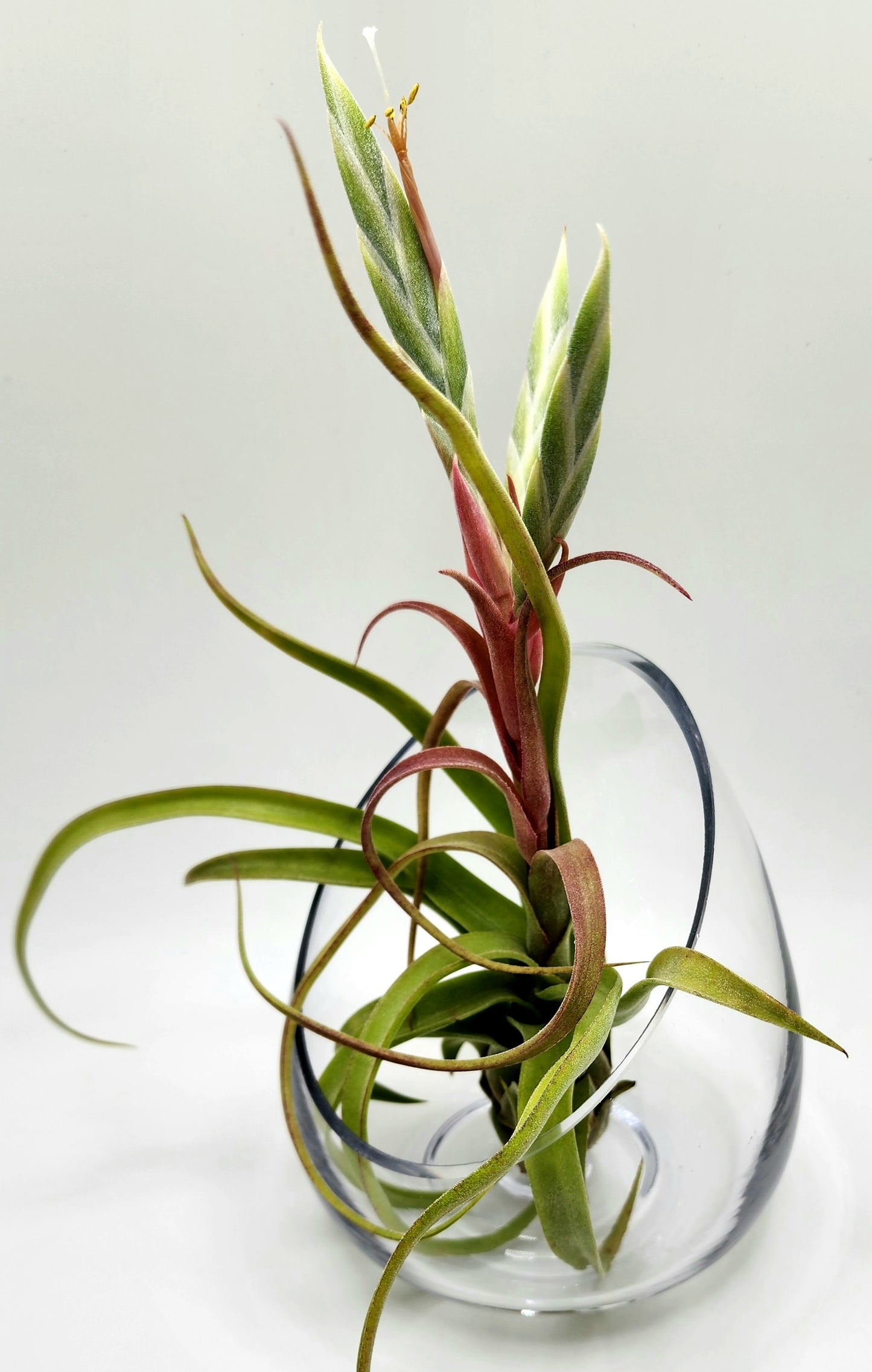 Tillandsia Spotlight: Streptophylla Air Plant - NOT FOR SALE