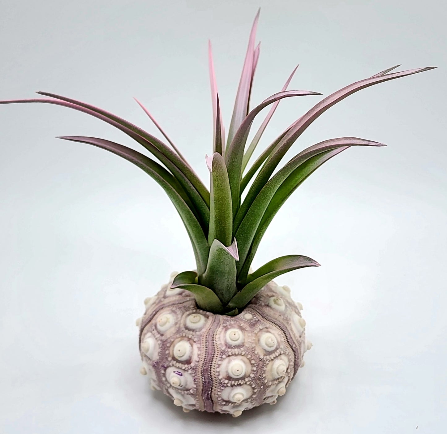 Large Sputnik Sea Urchins with Enhanced Brachycaulos Air Plant