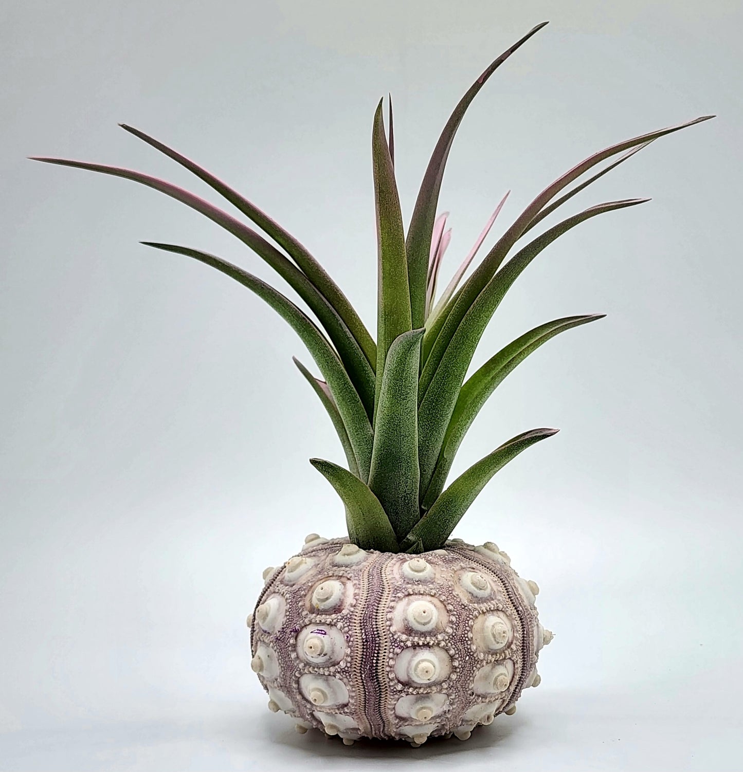 Large Sputnik Sea Urchins with Enhanced Brachycaulos Air Plant