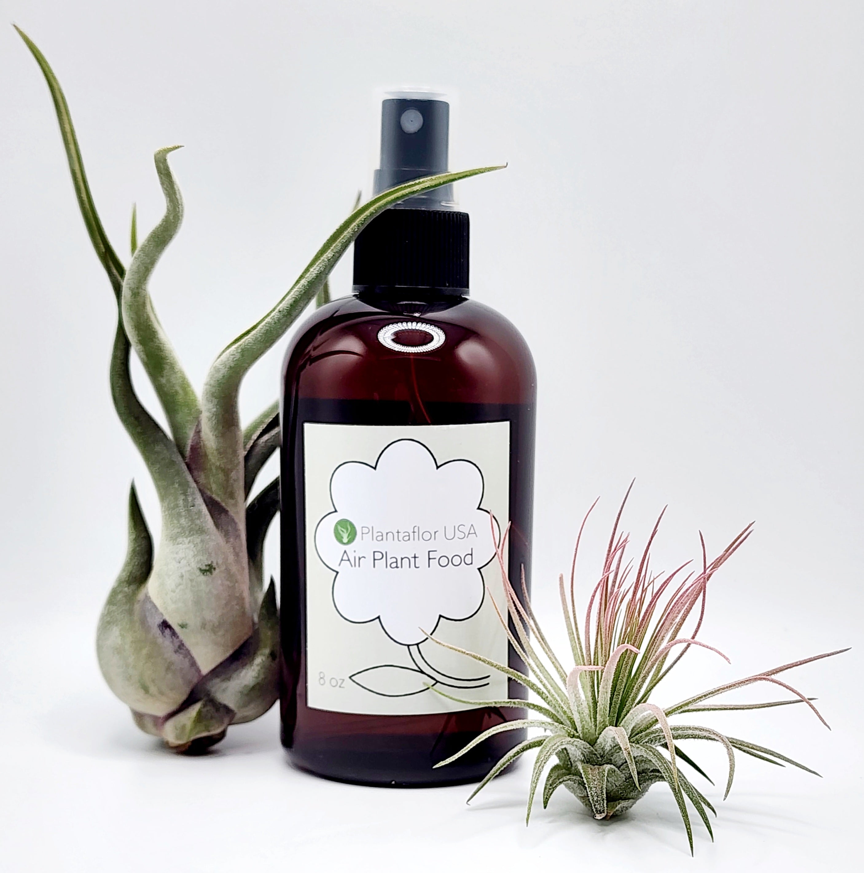 Air plant store fertilizer