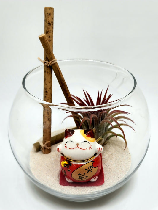 Lucky Cat (Red) with Ionantha Air Plant in Bubble Vase
