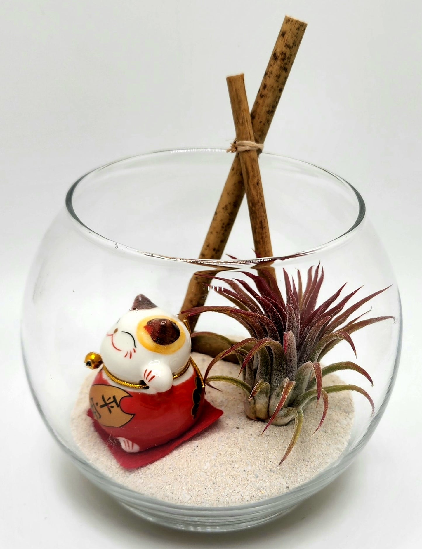 Lucky Cat (Red) with Ionantha Air Plant in Bubble Vase