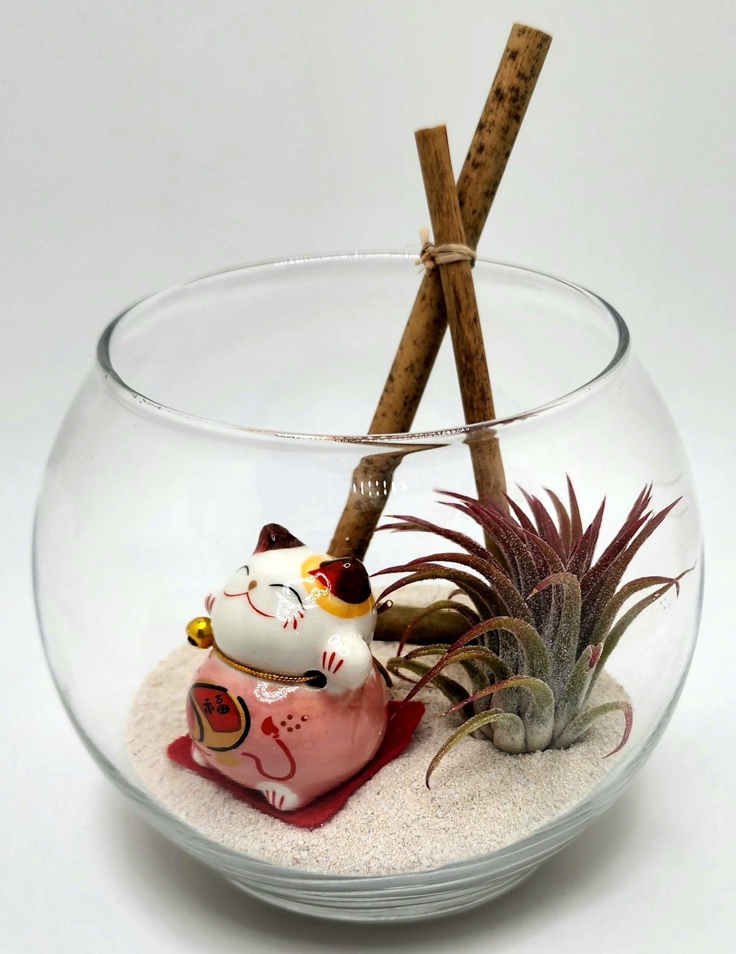 Lucky Cat (Pink) with Ionantha Air Plant in Bubble Vase