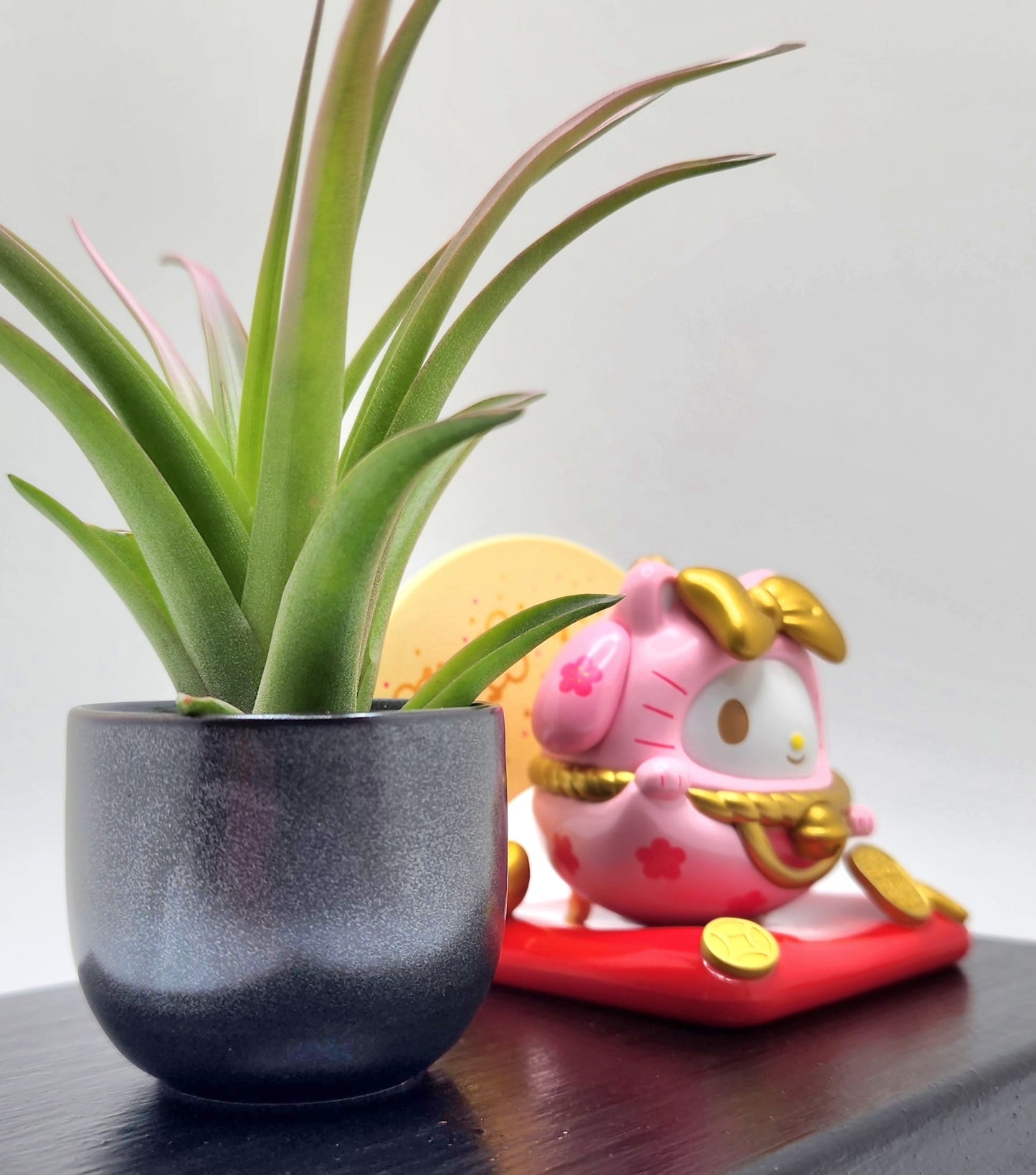 Sanrio MY MELODY Lucky Cat, Enhanced Brachycaulous Air Plant, and Display Base