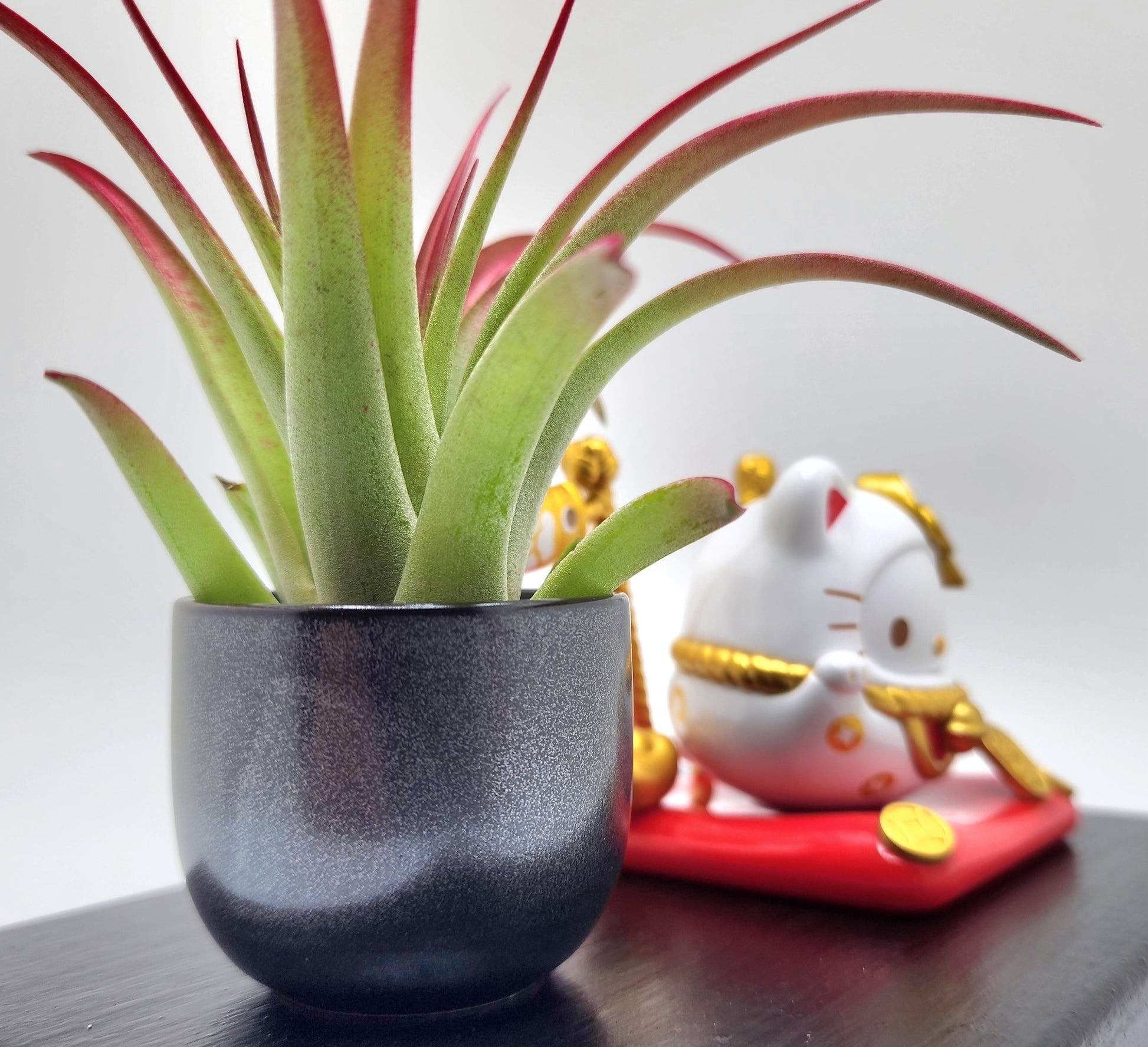 lucky air plant Sanrio HELLO KITTY Lucky Cat, Enhanced Brachycaulous Air Plant, and Di – 808 Plant Designs