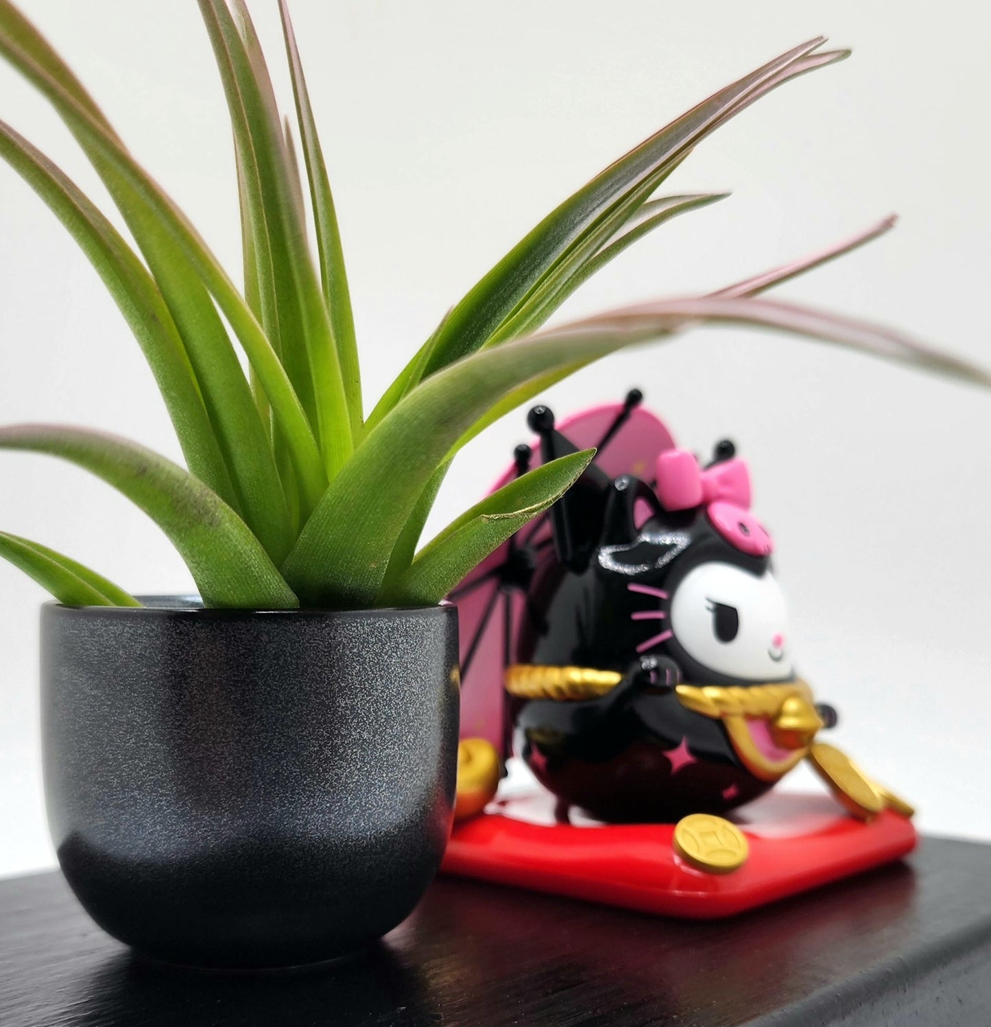 Sanrio KUROMI Lucky Cat, Enhanced Brachycaulous Air Plant, and Display Base