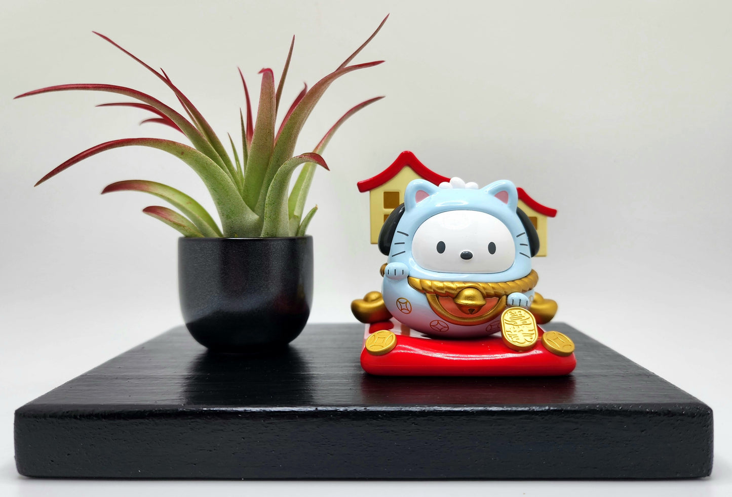 Sanrio POCHACCO Lucky Cat, Enhanced Brachycaulous Air Plant, and Display Base