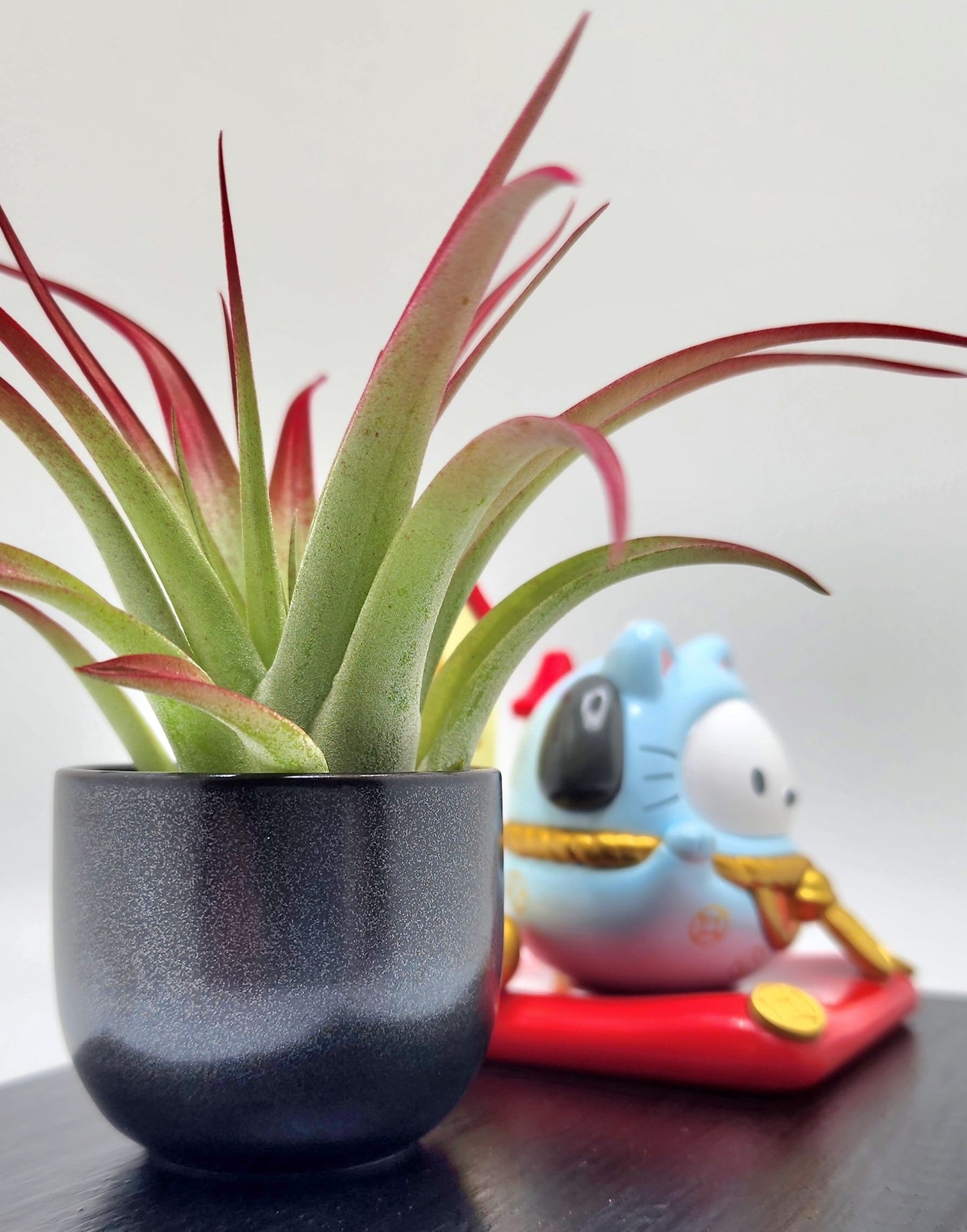 Sanrio POCHACCO Lucky Cat, Enhanced Brachycaulous Air Plant, and Display Base