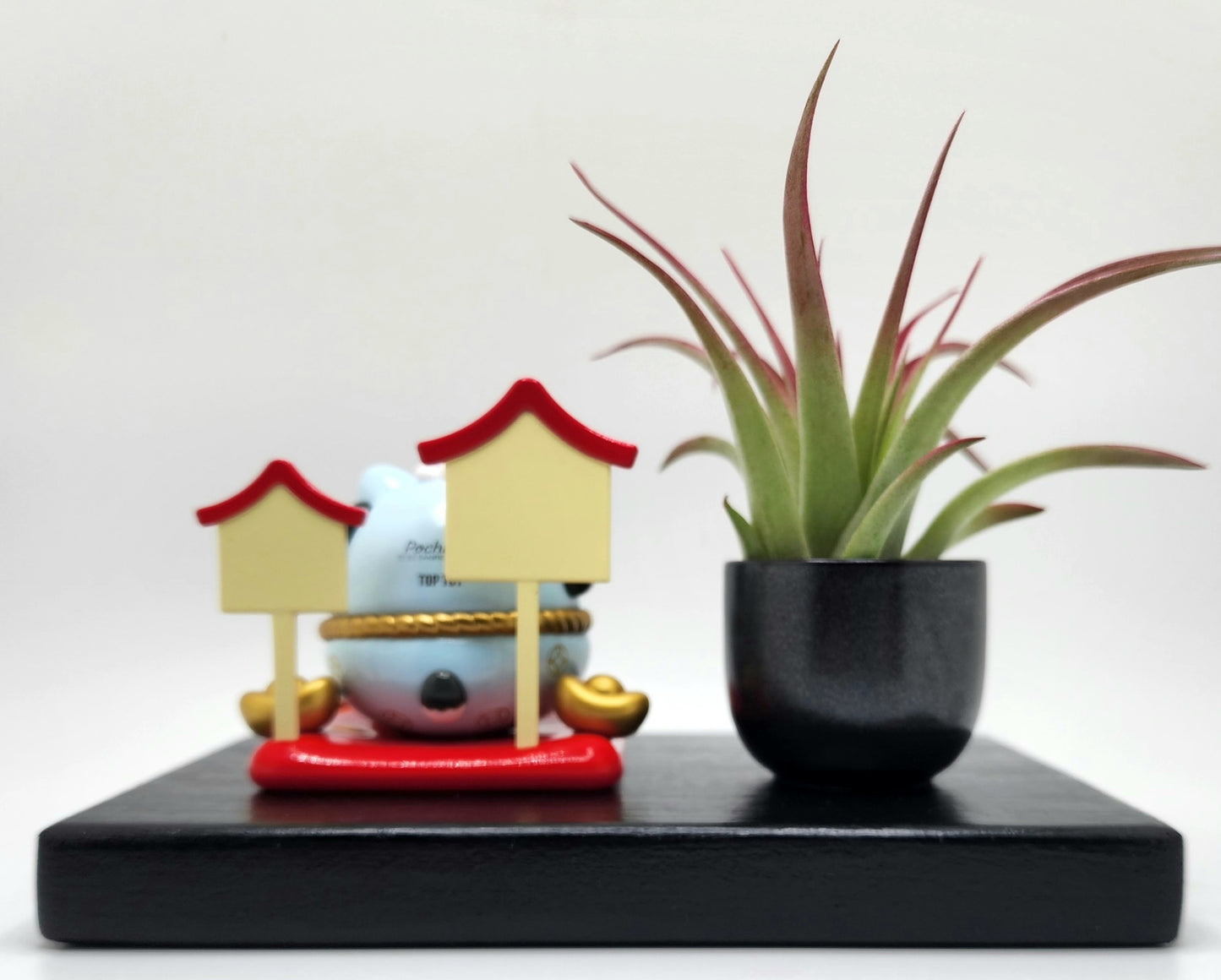 Sanrio POCHACCO Lucky Cat, Enhanced Brachycaulous Air Plant, and Display Base