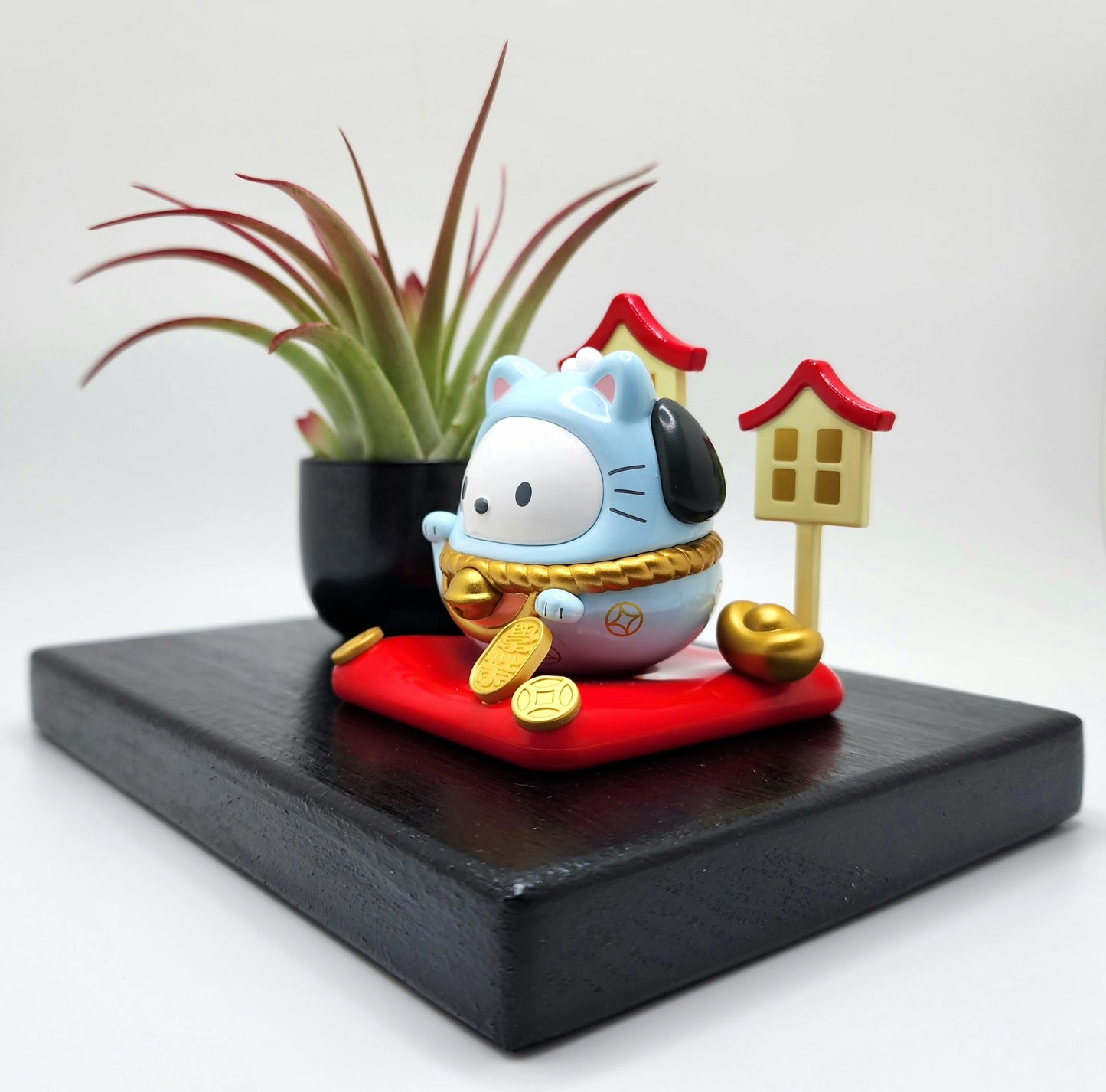 Sanrio POCHACCO Lucky Cat, Enhanced Brachycaulous Air Plant, and Display Base