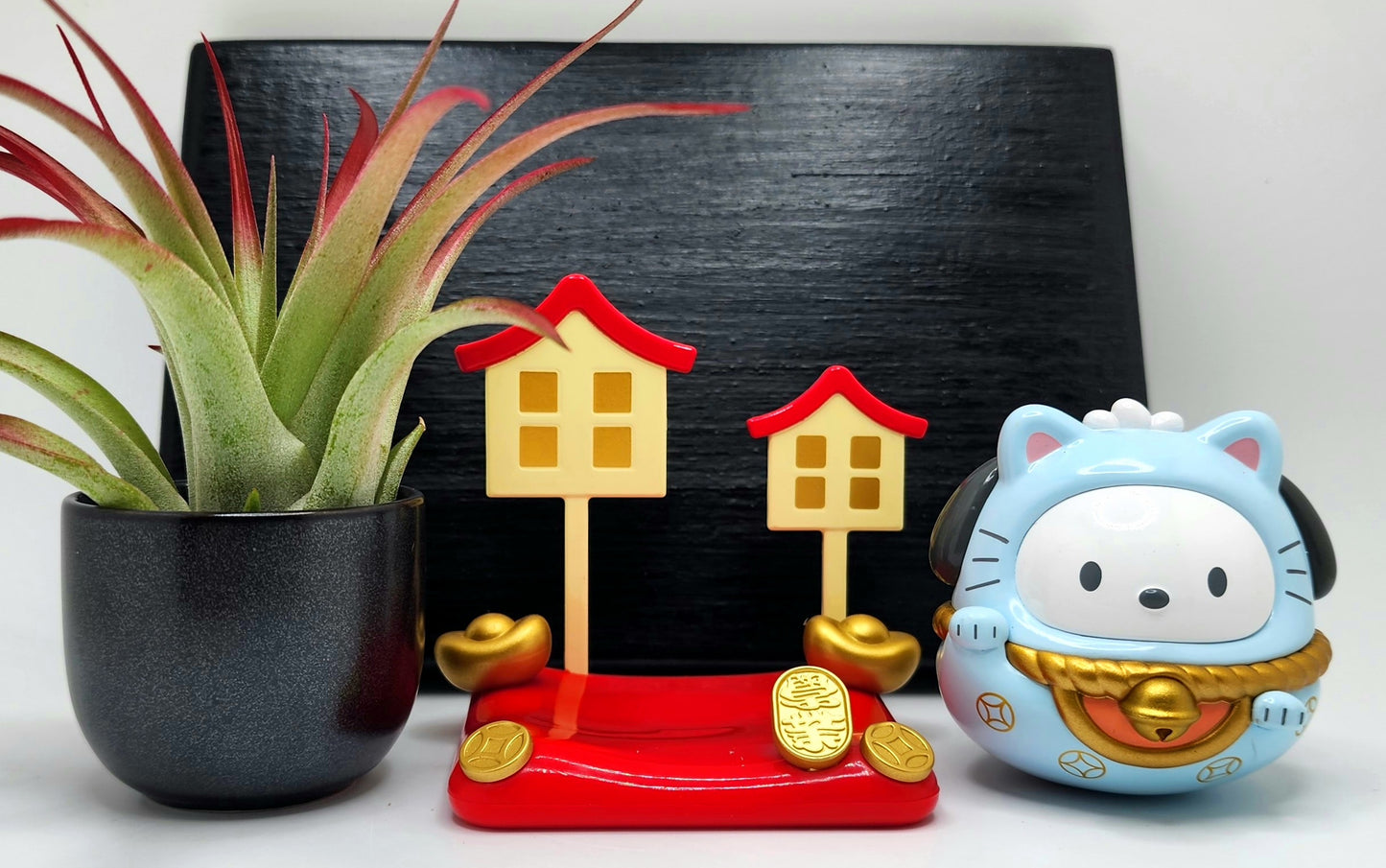 Sanrio POCHACCO Lucky Cat, Enhanced Brachycaulous Air Plant, and Display Base