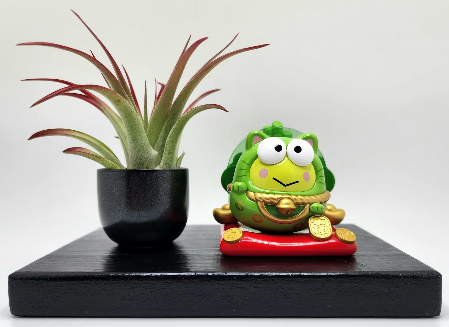 Sanrio KEROPPI Lucky Cat, Enhanced Brachycaulous Air Plant, and Display Base