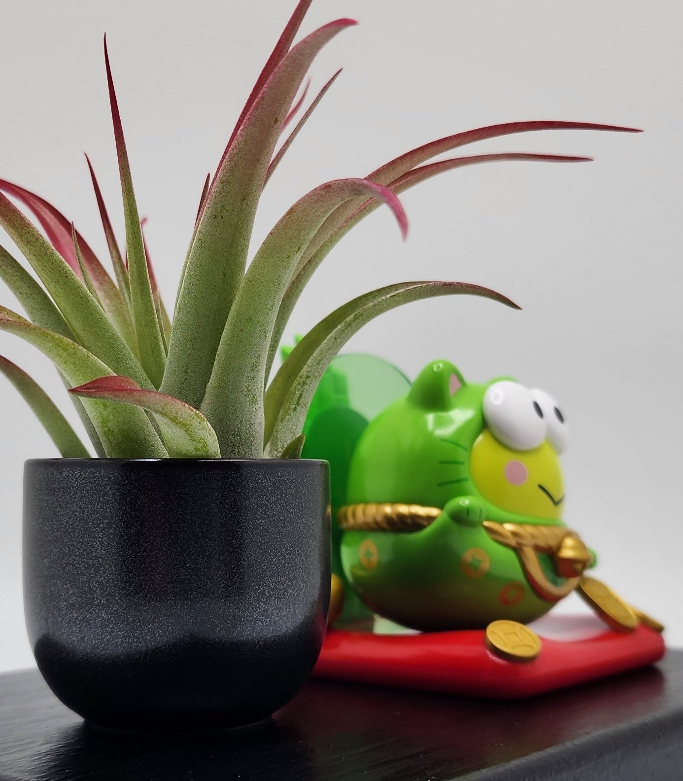 Sanrio KEROPPI Lucky Cat, Enhanced Brachycaulous Air Plant, and Display Base