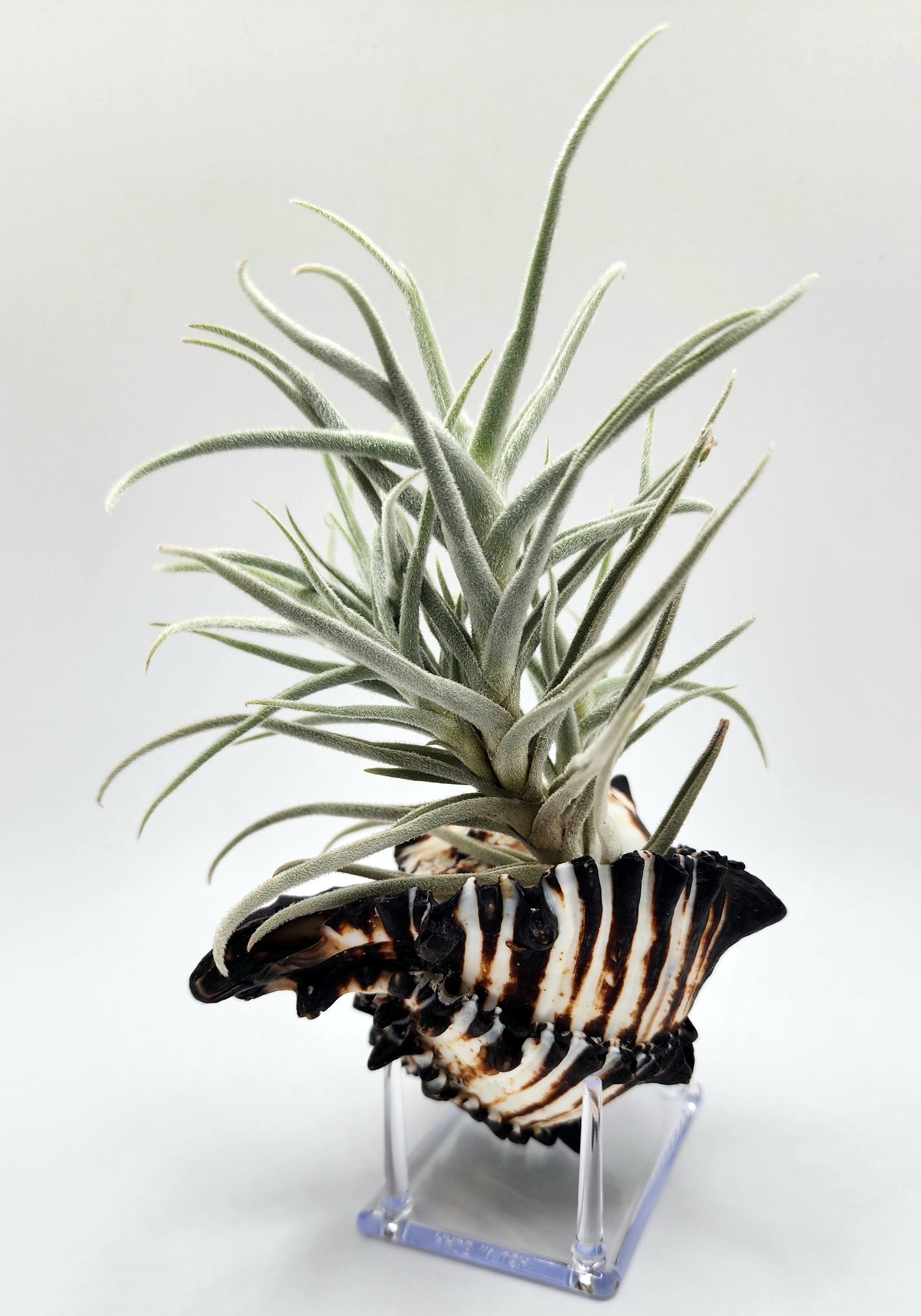 Black Murex Shell with Paleacea Air Plant