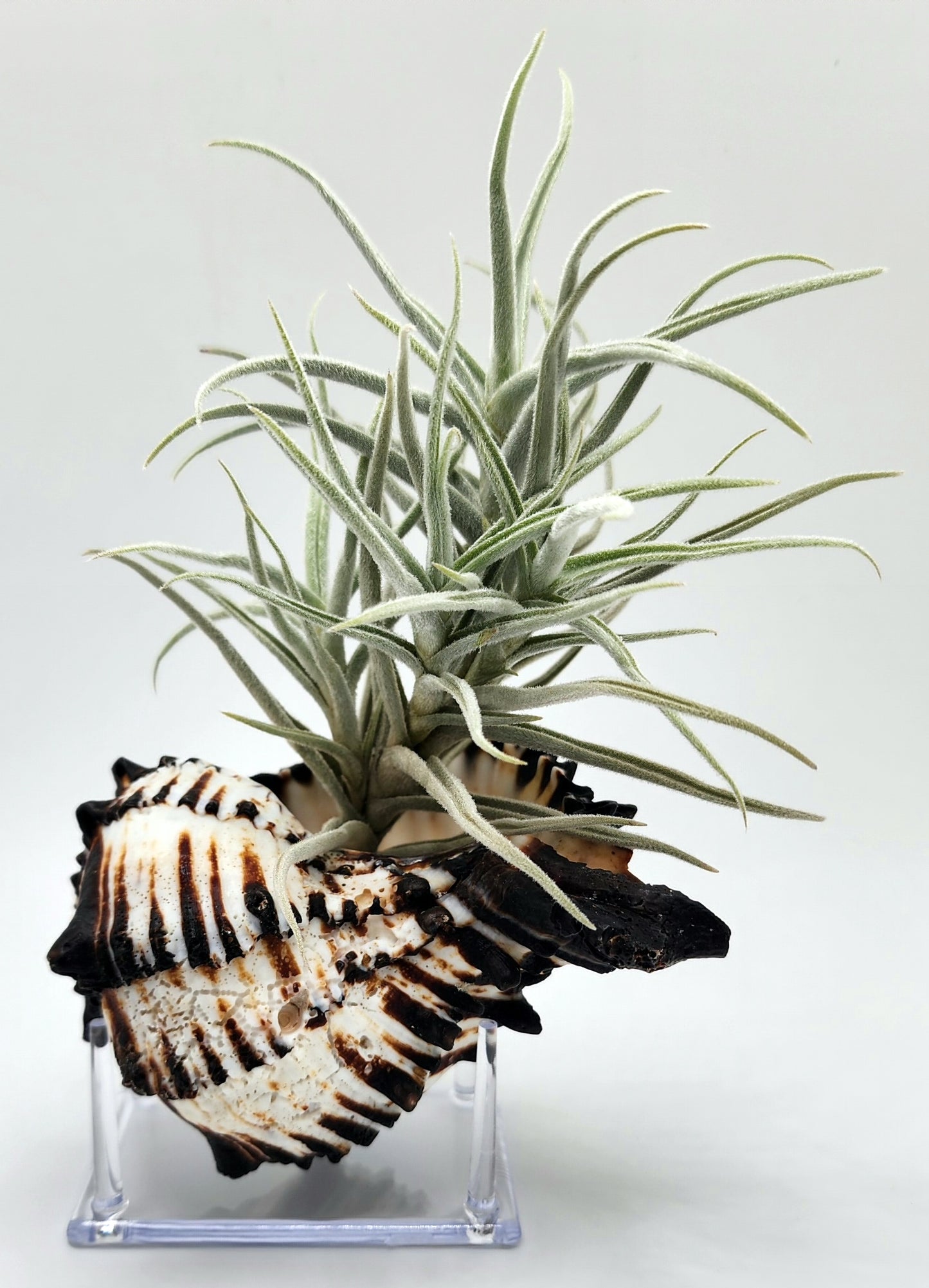 Black Murex Shell with Paleacea Air Plant